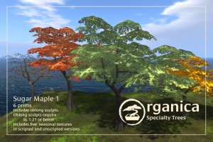 sugarmaple2-vendor2