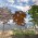 Two new trees, some land updates.