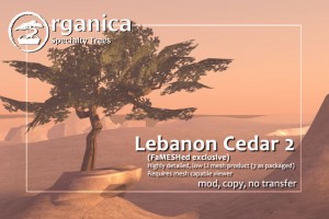 LebanonCedar2-vendor