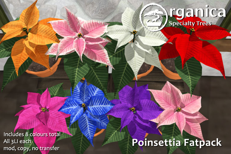 Poinsettia Day!