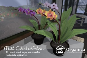 Orchid-Vendor-768