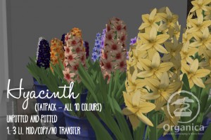 Hyacinth-Fatpack-Vendor-768