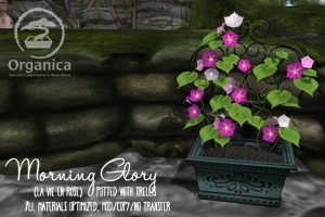 MorningGlory-Vendor-LaVieEnRose